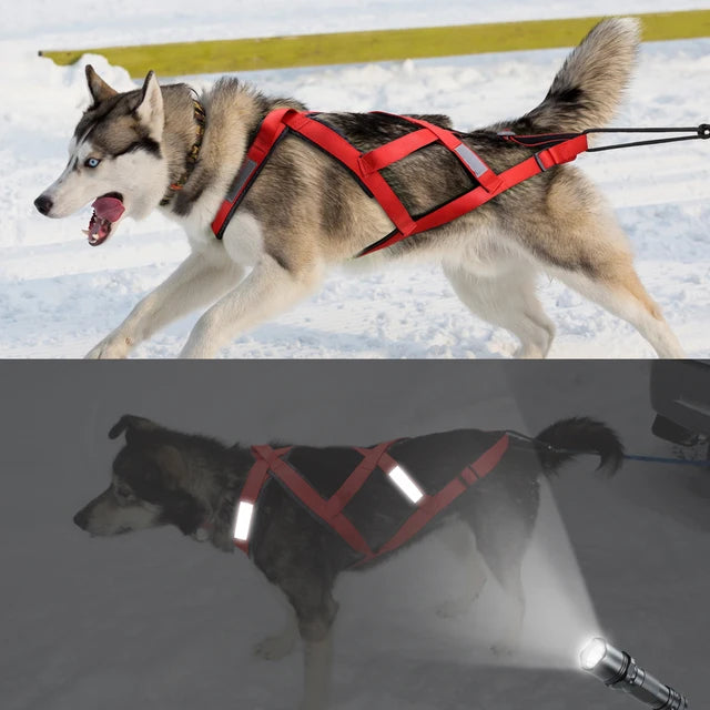 Skijoring Gear For Large Dogs Waterproof