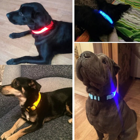 Pet Led Collar Light up Dog Collar