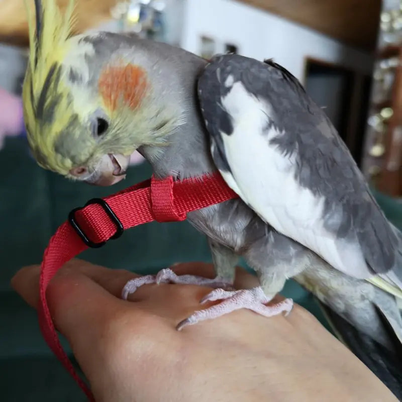 Bird Harness Leash