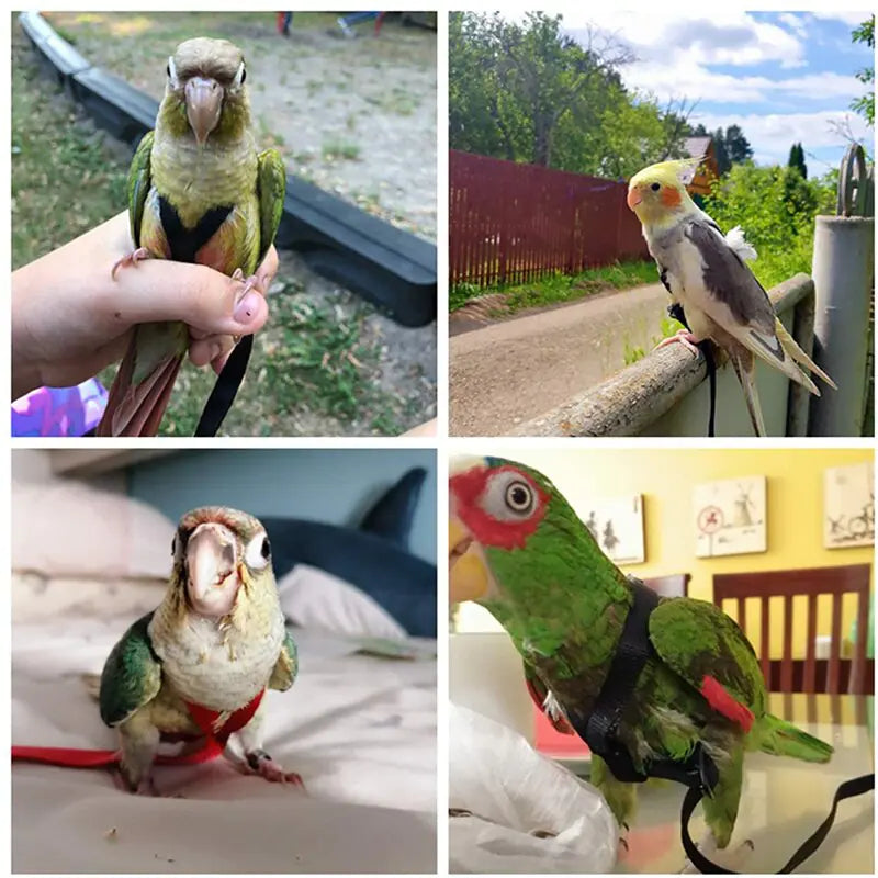 Bird Harness Leash